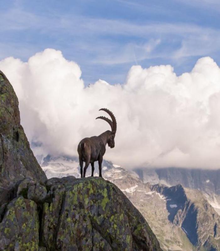 +149 Hình Ảnh Dê Núi Đẹp, Dễ Thương Cute, Ảnh Dê Leo Núi Nghệ Thuật