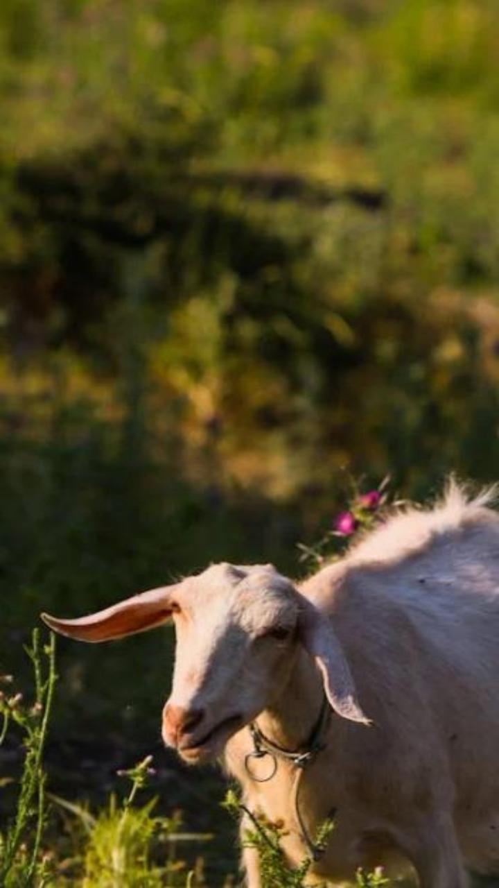 [Hình Nền Dê] – BST Ảnh Nền Dê Dễ Thương, Đẹp Lung Linh Cho ĐT, PC