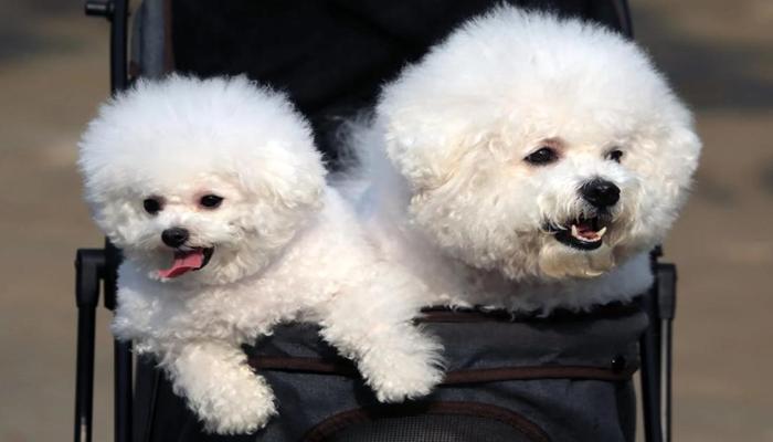 Album +6870 Hình Ảnh Về Chó Trắng Đáng Yêu, Poodle Trắng Dễ Thương