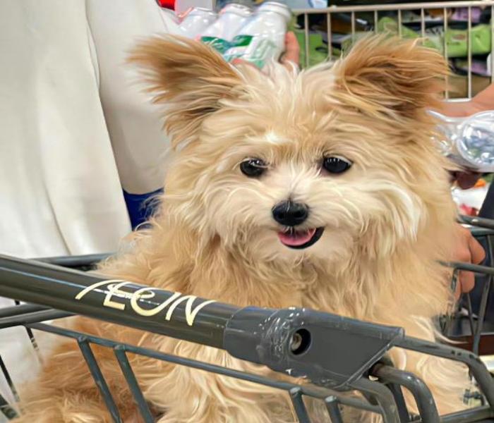 Tổng Hợp +650 Hình Ảnh Về Chó Cái Cute, Đáng Yêu Nhất Xem Là Mê Mẩn