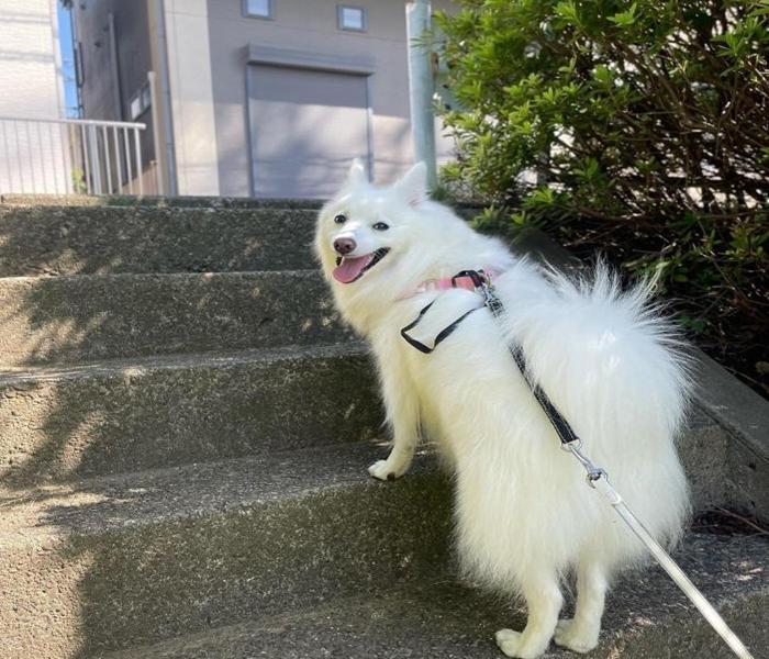 Chiêm Ngưỡng +9840 Ảnh Con Chó Cute, Đáng Yêu Cực Đẹp & Sống Động