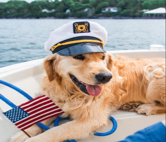 Ngắm Nhìn +1795 Hình Ảnh Chó Golden Đáng Yêu & Golden Ngầu Cực Chất