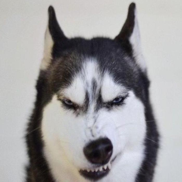 Tuyển Tập +250 Hình Ảnh Meme Chó Lườm Dễ Thương, Chó Lườm Hài Hước