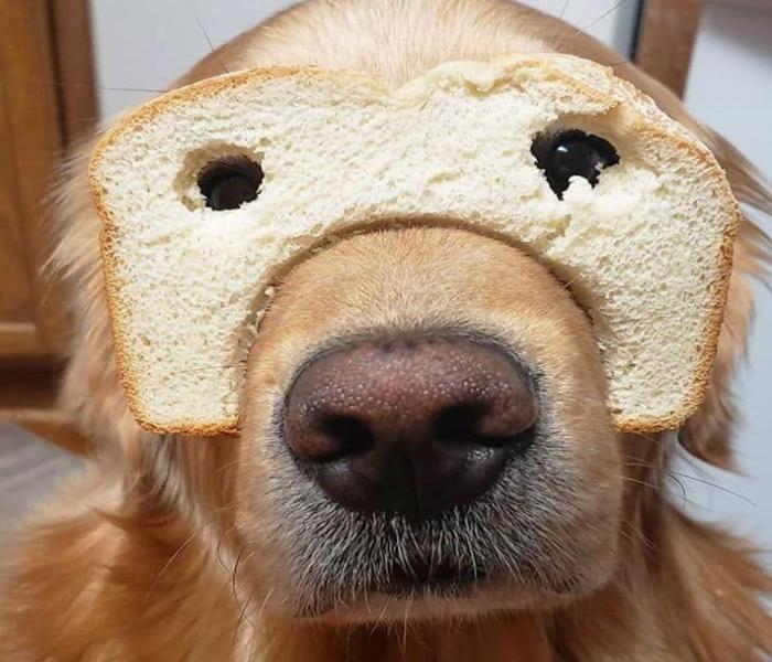 Tổng Hợp +6540 Hình Ảnh Con Chó Meme Hài Hước Dễ Thương Siêu Lầy Lội