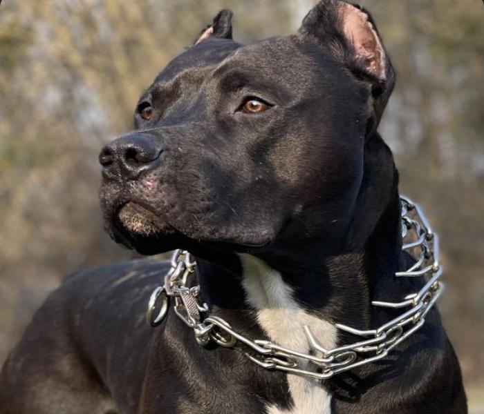 Cập Nhật Mới +406 Ảnh Chó Pitbull Đẹp Đáng Yêu, Pibull Ngầu Chấn Động