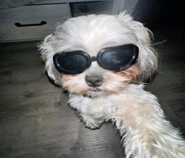 Sưu Tầm +650 Hình Con Chó Ngầu Cực Cool, Đeo Kính, Meme Ngầu Cute