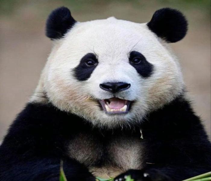 Ảnh đại diện con gấu đẹp