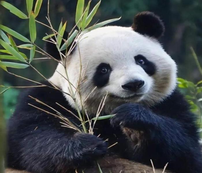 Ảnh đại diện con gấu đẹp