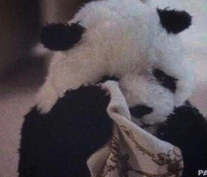 Ảnh gấu meme cute
