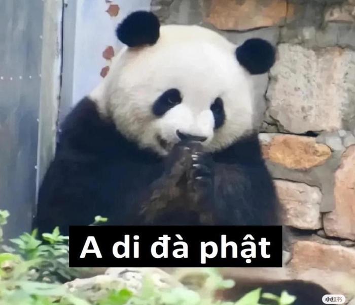 Ảnh gấu meme cute