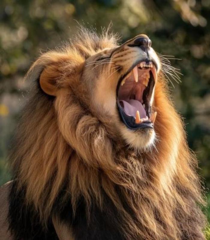 Trọn Bộ +990 Ảnh Về Sư Tử Đẹp, Cute, Ngầu Gây Bão Internet Gần Đây