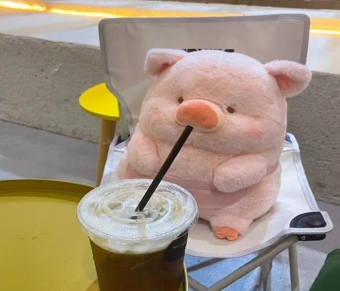 Hình ảnh lợn bông