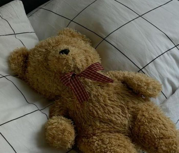 Hình ảnh gấu bông Teddy