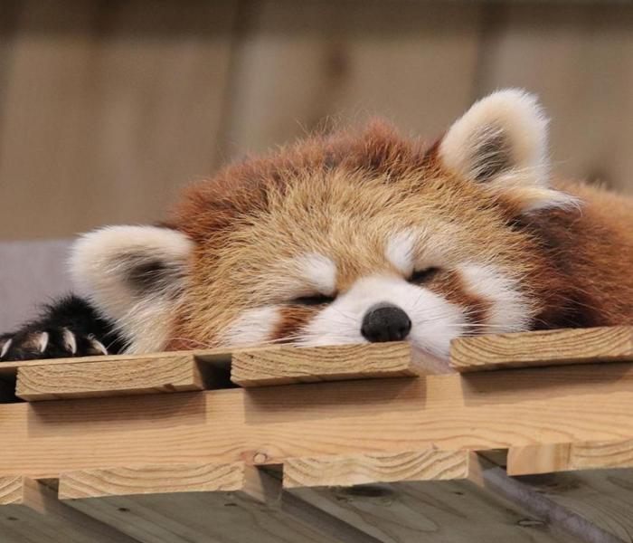 Hình ảnh gấu mèo cute