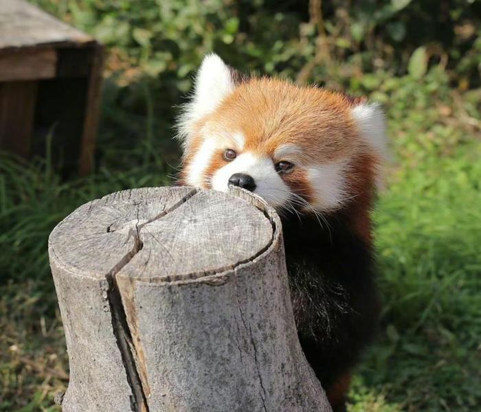 Hình ảnh gấu mèo cute