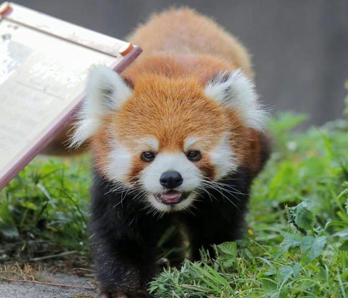 Hình ảnh gấu mèo cute