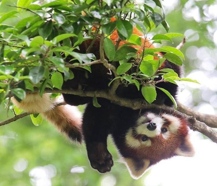 Hình ảnh gấu mèo cute