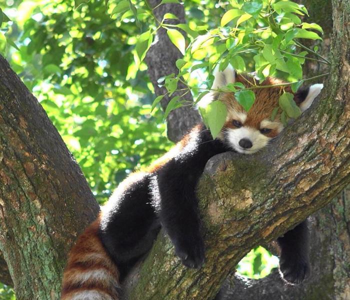 Hình ảnh gấu mèo cute