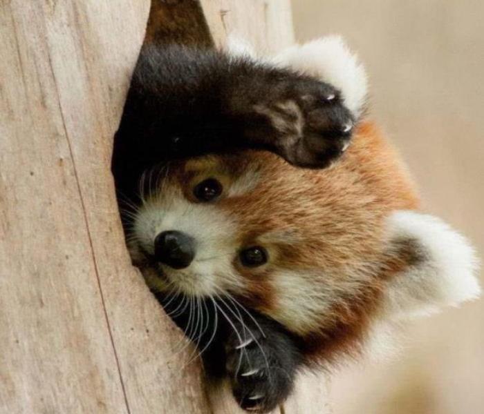 Hình ảnh gấu mèo cute