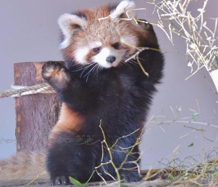 Hình ảnh gấu mèo cute