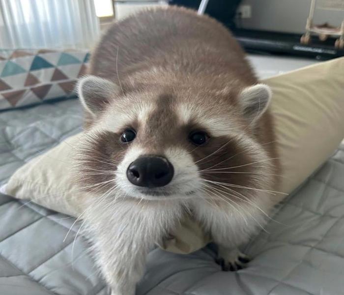 Hình ảnh gấu mèo cute