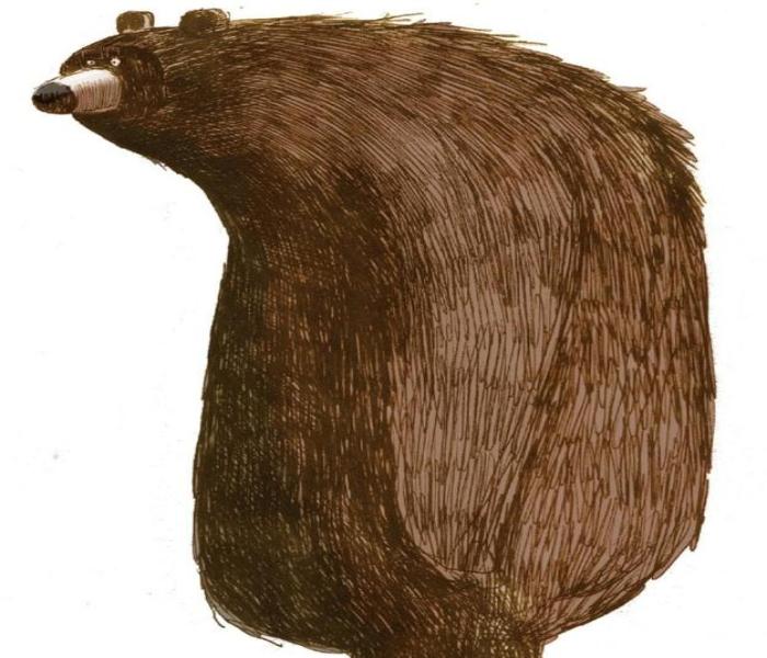 Hình ảnh gấu nâu hoạt hình đáng yêu