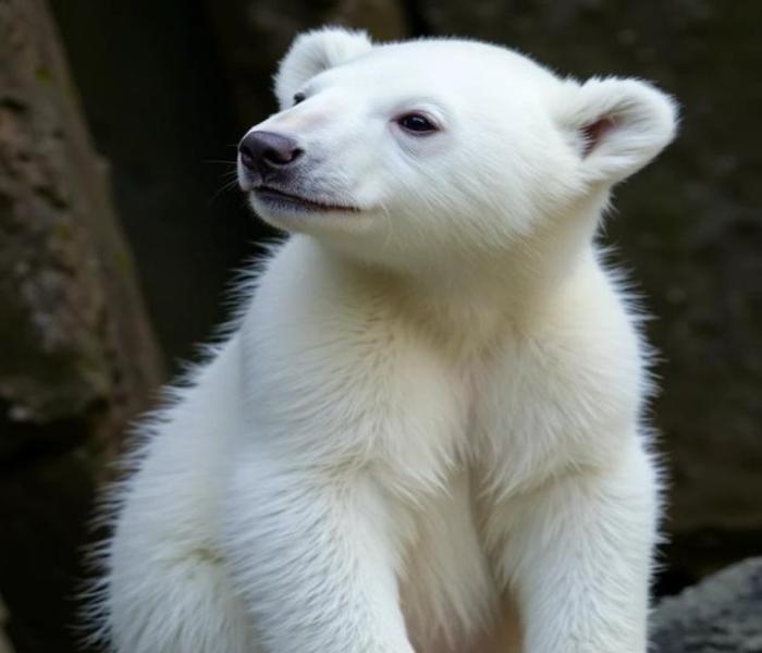 Hình ảnh gấu trắng cute