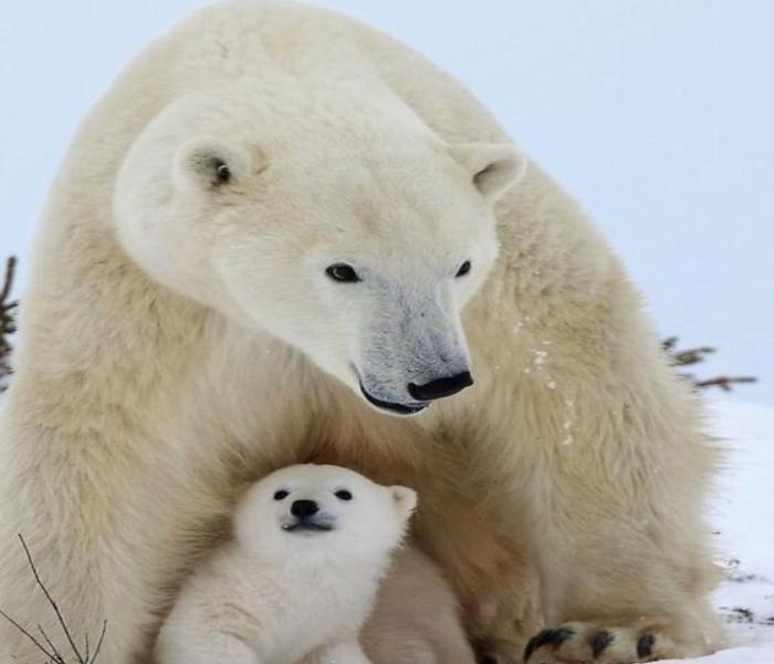 Hình ảnh gấu trắng cute