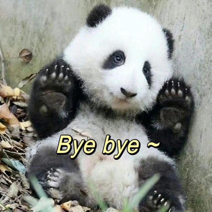 Hình meme gấu trúc cute
