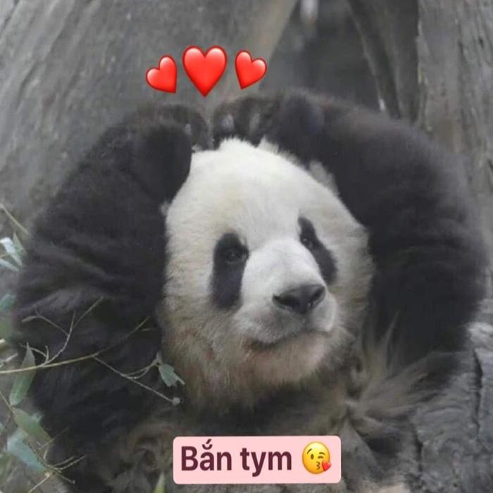 Hình meme gấu trúc cute