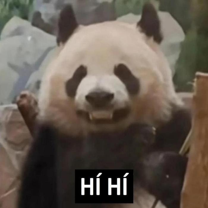 Hình meme gấu trúc cute