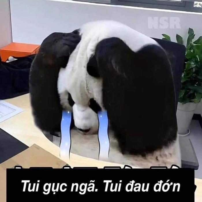 Hình meme gấu trúc cute