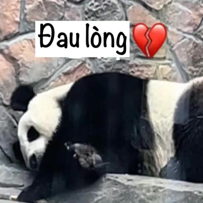 Hình meme gấu trúc cute