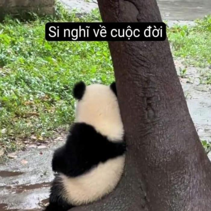 Hình meme gấu trúc cute