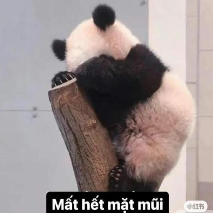 Hình meme gấu trúc cute