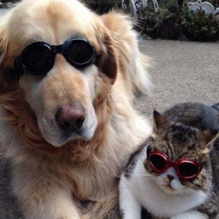 Bộ Sưu Tập +180 Meme Chó Mèo Bựa, Ảnh Meme Mèo Chó Hài Hước Đáng Yêu