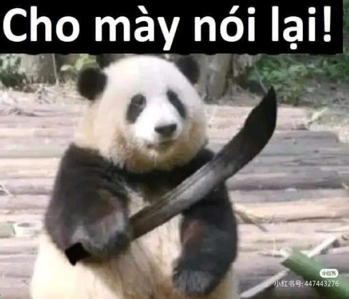 Ảnh meme gấu trúc siêu bựa