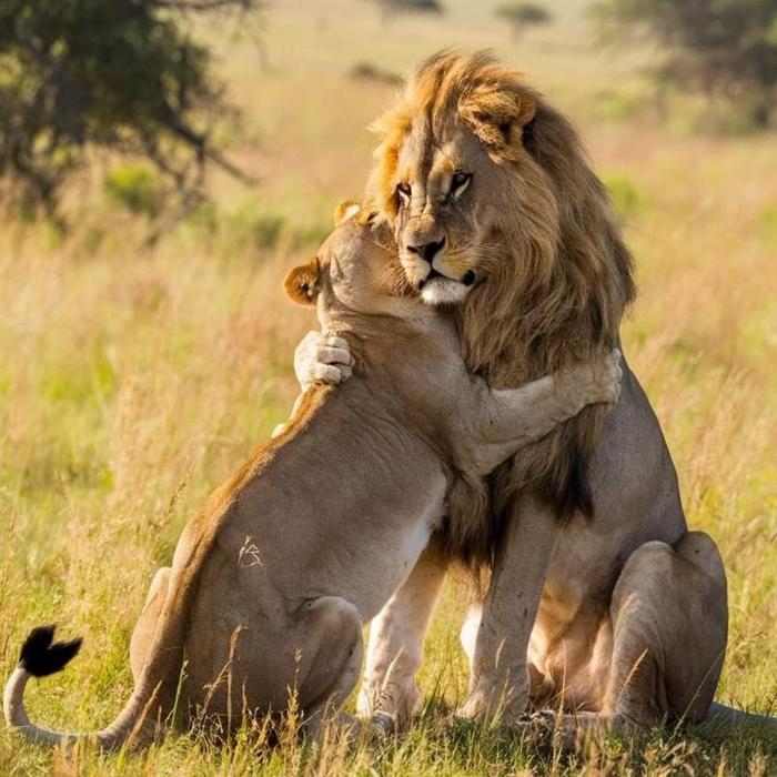 Chọn Lọc +109 Ảnh Sư Tử Đực – Cái Sống Bên Nhau Đẹp, Đầy Khí Chất