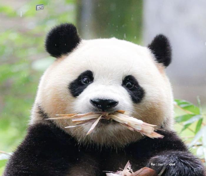 Ảnh đại diện gấu trúc cute