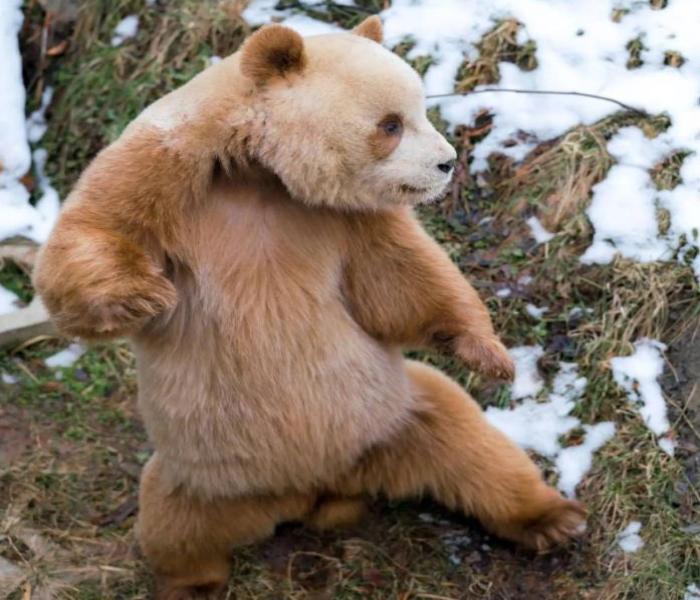 Avatar gấu nâu cute