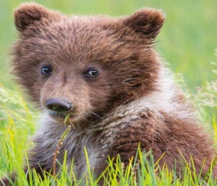 Avatar gấu nâu cute