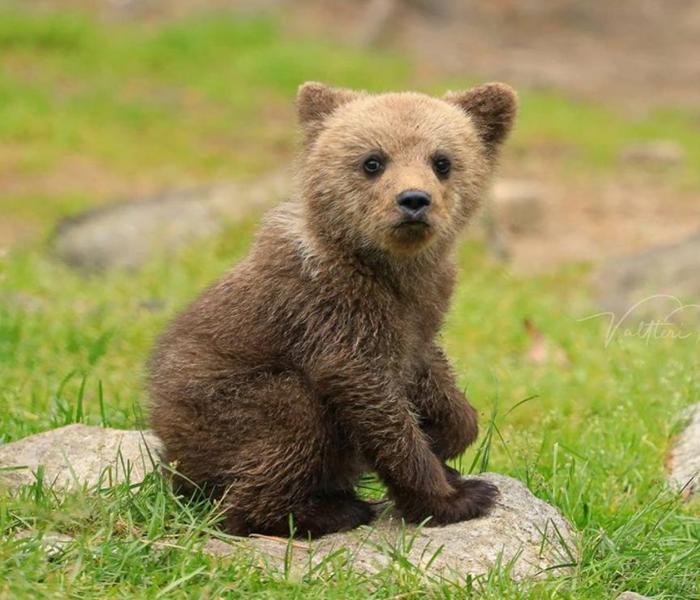 Avatar gấu nâu cute