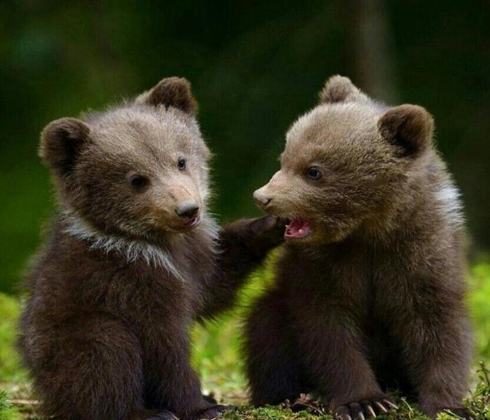 Avatar gấu nâu cute