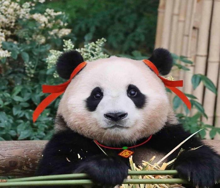Ảnh đại diện gấu trúc cute