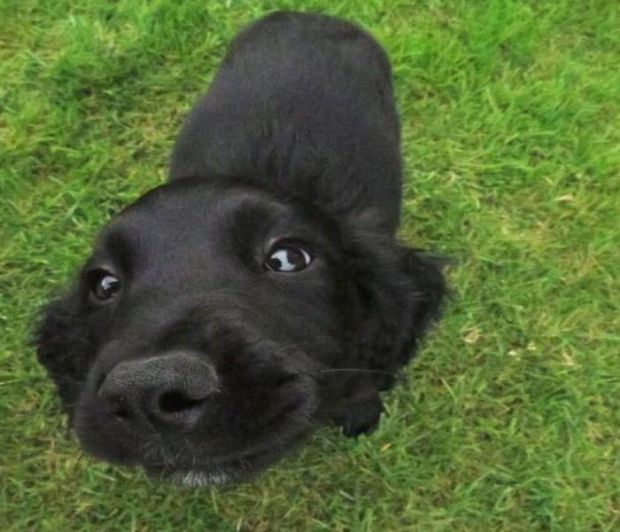 Tải Về +3579 Ảnh Chó Mực, Hình Con Chó Đen Trắng Đáng Yêu Dễ Thương