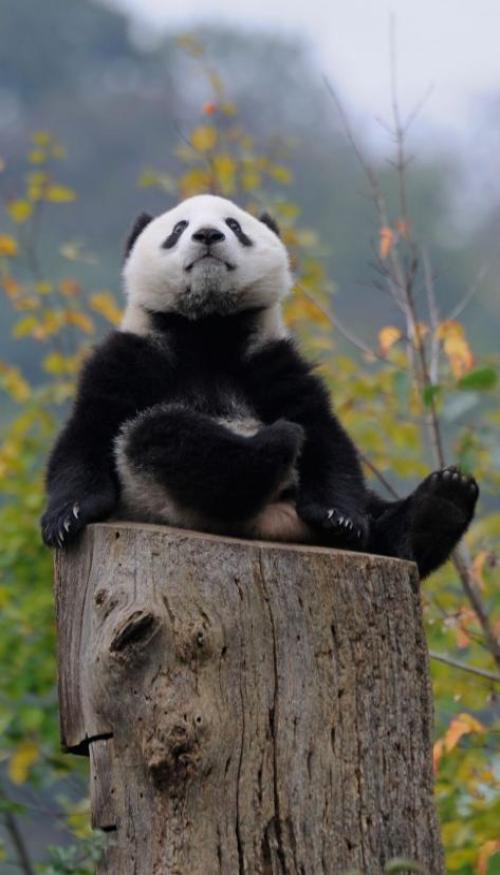 Hình nền gấu trúc cute cho điện thoại