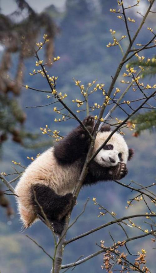 Hình nền gấu trúc cute cho điện thoại