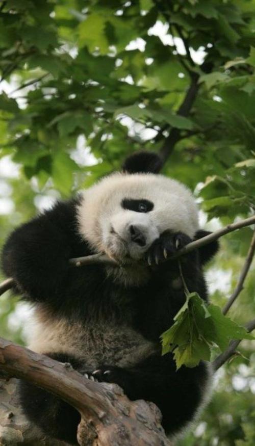 Hình nền gấu trúc cute cho điện thoại