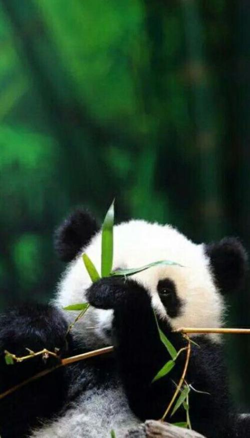 Hình nền gấu trúc cute cho điện thoại
