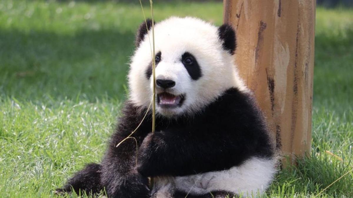 Hình nền máy tính gấu trúc xinh miễn phí